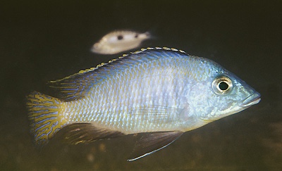 Otopharynx heterodon 'Nakantenga Island'